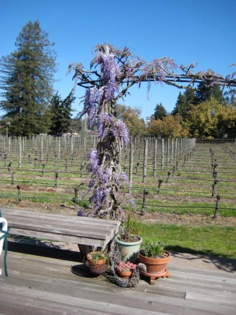 Pearlessence Vineyard Inn Sebastopol Exterior photo