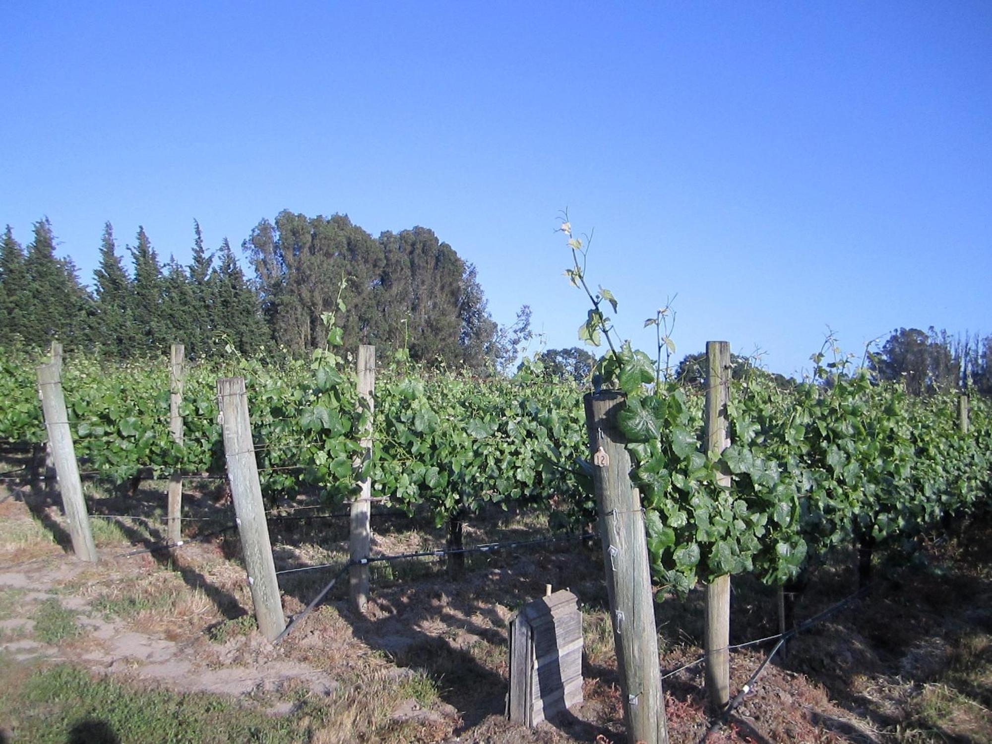 Pearlessence Vineyard Inn Sebastopol Exterior photo