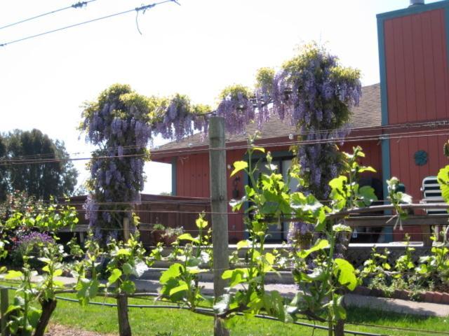 Pearlessence Vineyard Inn Sebastopol Exterior photo